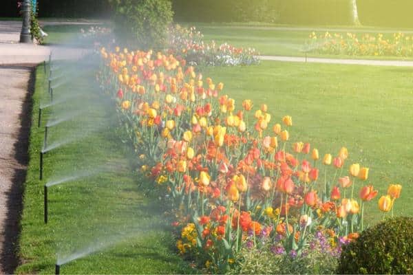 Saving Money on Watering and Maintenance