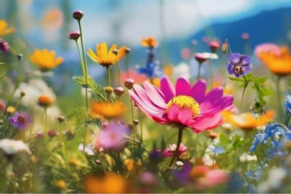 Seasonal Gardening on a Budget